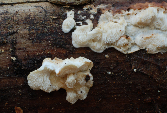 Postia caesia parassitizzata o con forma imperfetta?